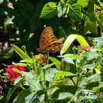 Butterfly Garden