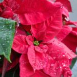 Poinsettia